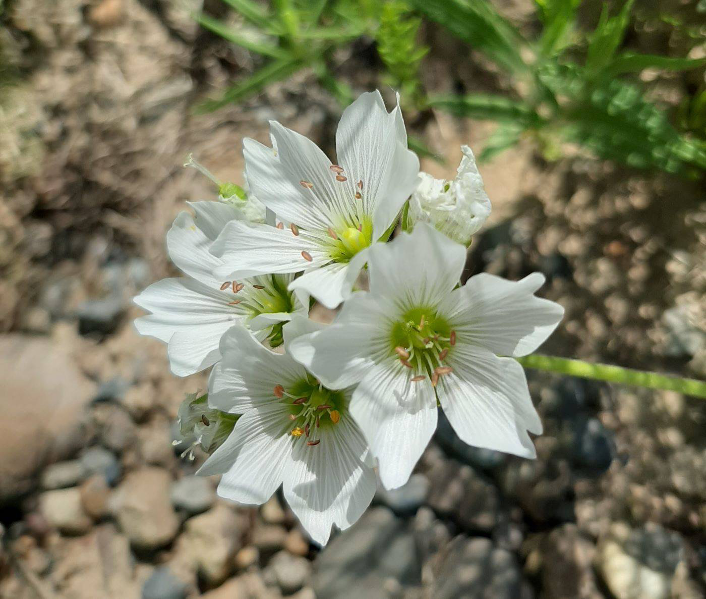 Image of Cerastium maximum specimen.