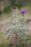 Cirsium pugnax. Цветущее растение. Кабардино-Балкария, Чегемский р-н, окр. с. Булунгу, субальпийский луг. 05.08.2021.