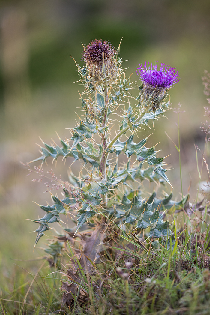 Изображение особи Cirsium pugnax.
