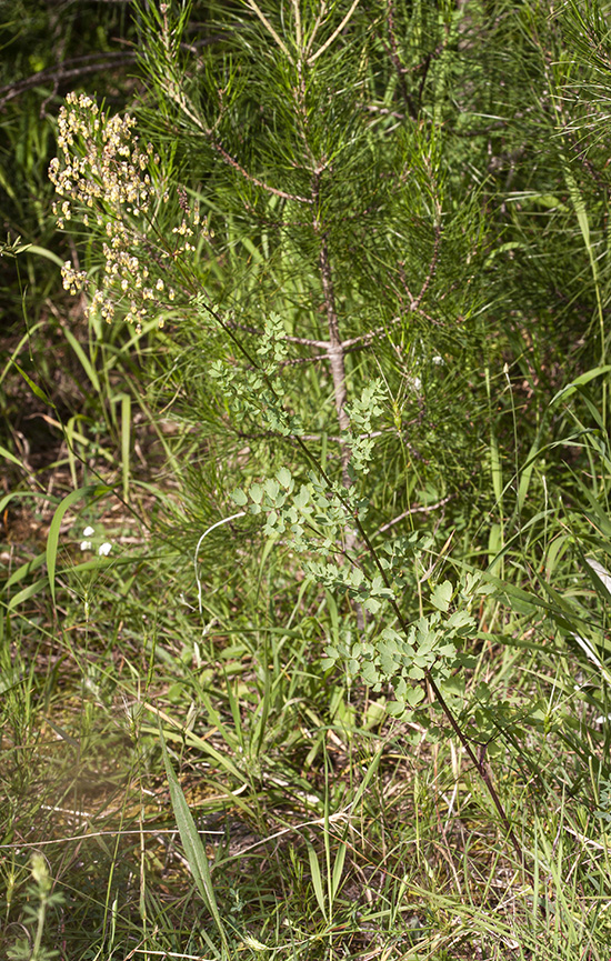 Image of Thalictrum minus specimen.