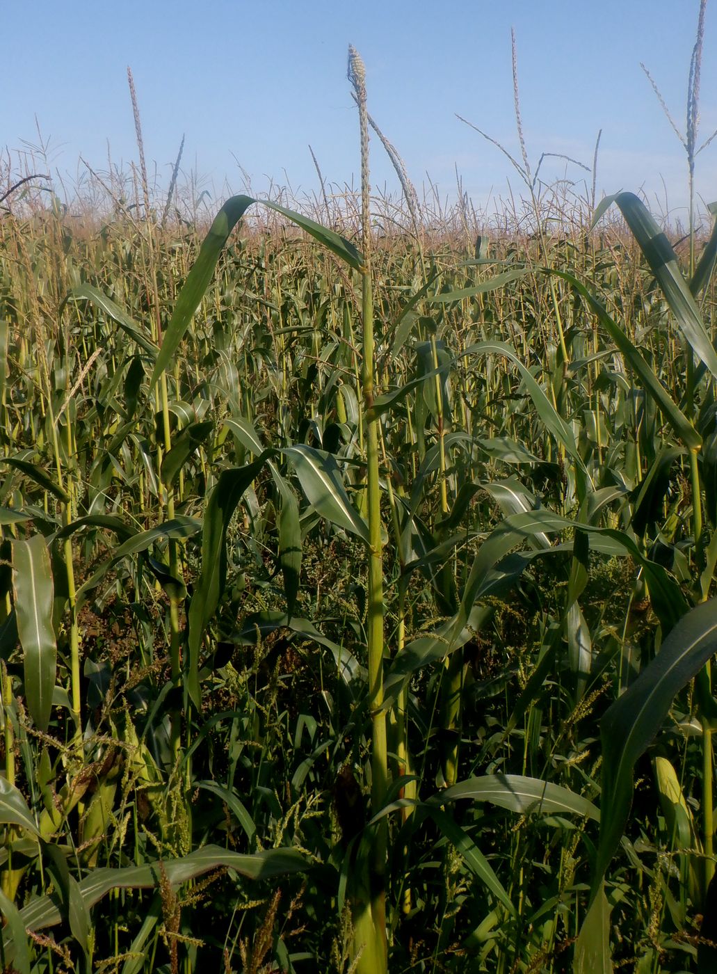 Image of Zea mays specimen.