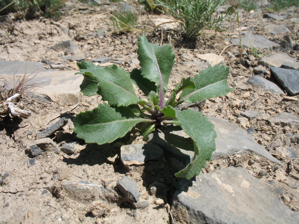 Image of Erucastrum armoracioides specimen.