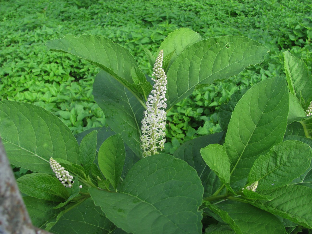 Image of Phytolacca acinosa specimen.