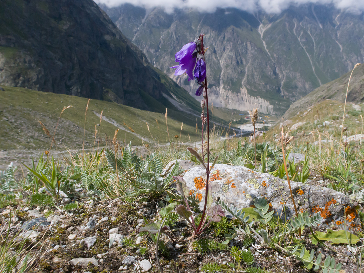 Изображение особи Campanula collina.