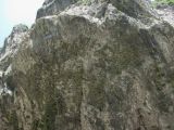 Draba longisiliqua. Подушки на нависающей скале. Северная Осетия, Пригородный р-н, окр. с. Кобан, ок. 1100 м н.у.м. 12.07.2021.