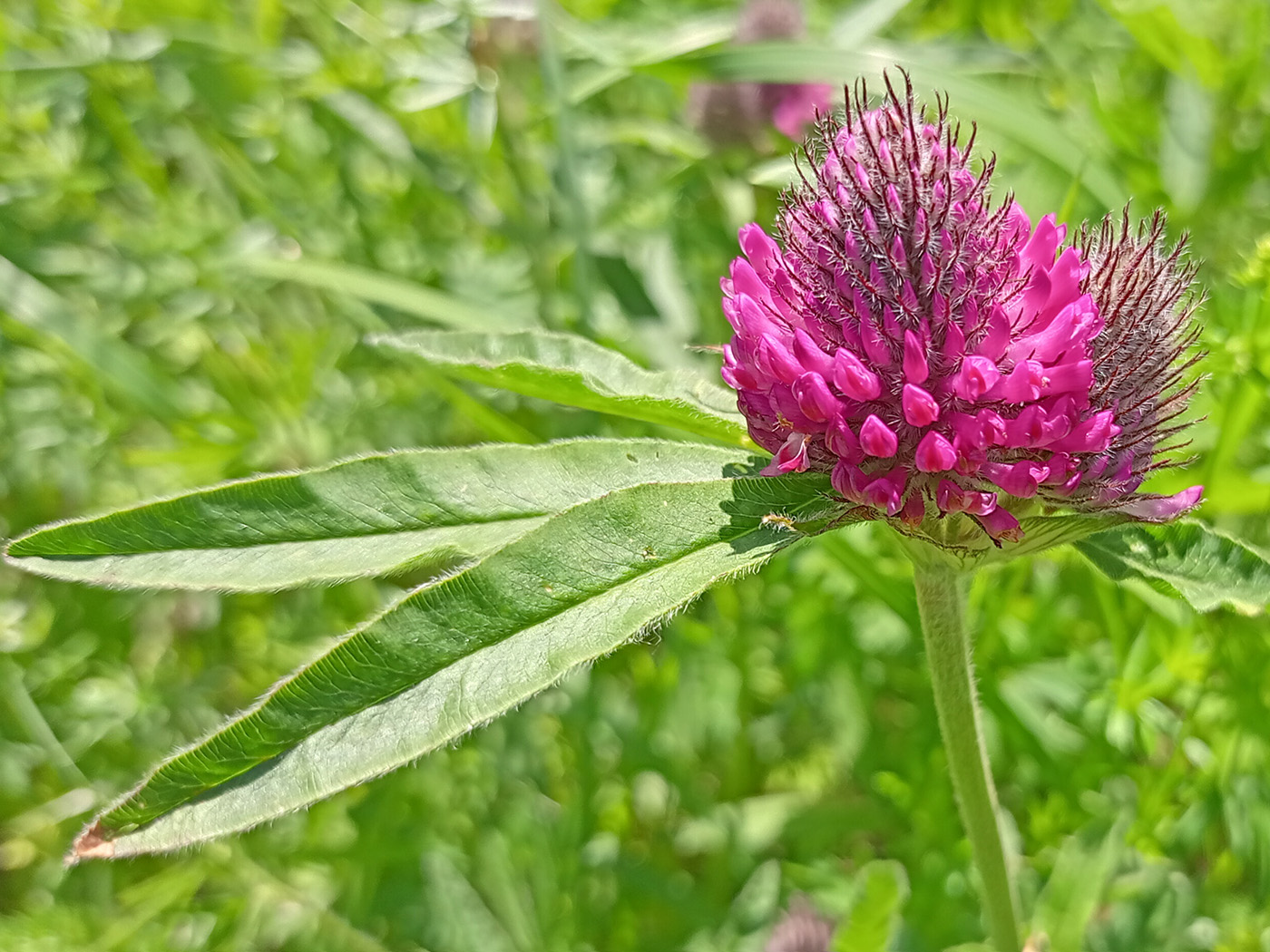 Image of Trifolium alpestre specimen.
