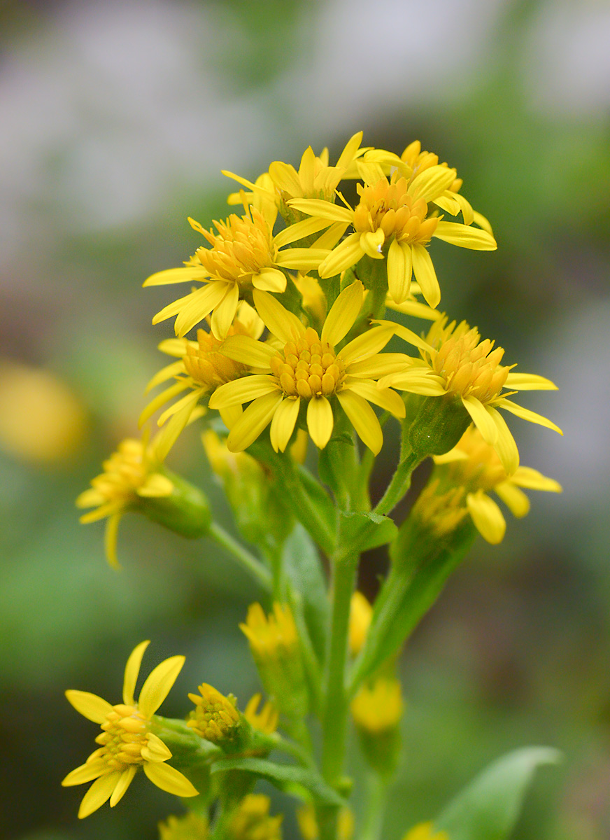 Изображение особи Solidago virgaurea ssp. caucasica.