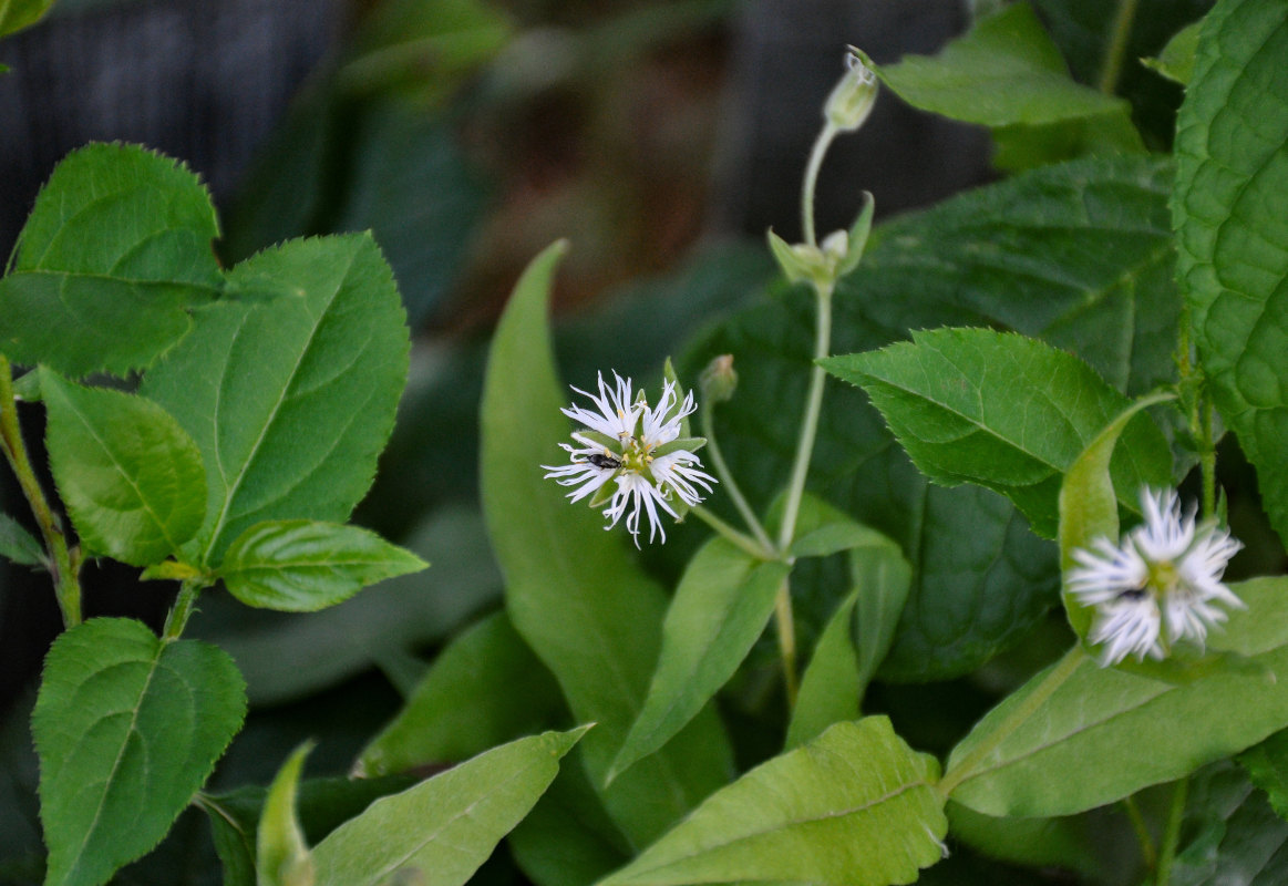 Изображение особи Fimbripetalum radians.