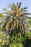 Phoenix canariensis. Верхушка цветущего растения. Абхазия, г. Сухум, Сухумский ботанический сад, в культуре. 14.05.2021.