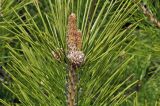 genus Pinus
