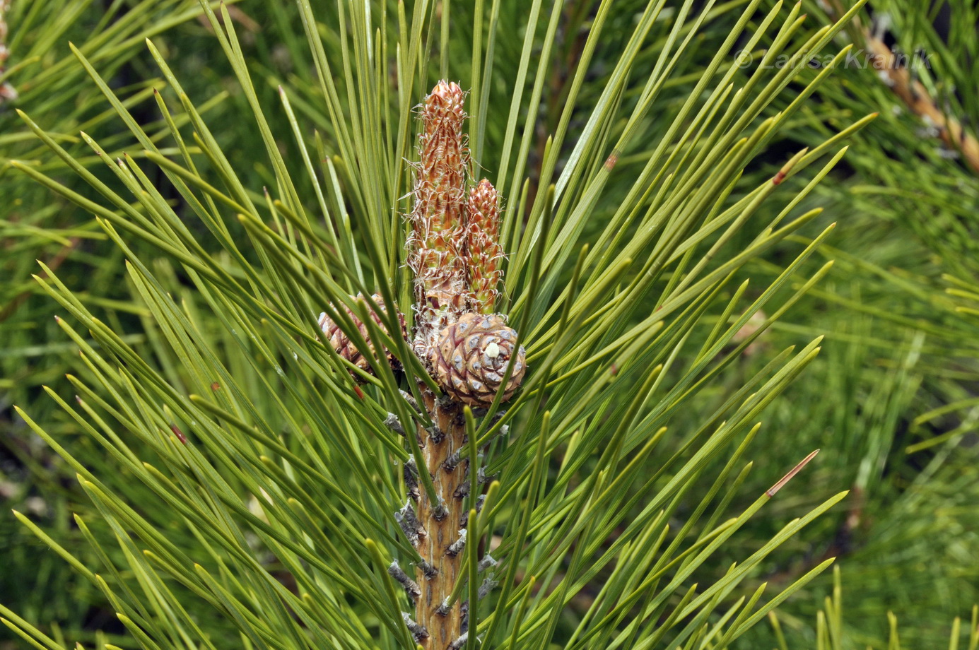 Image of genus Pinus specimen.