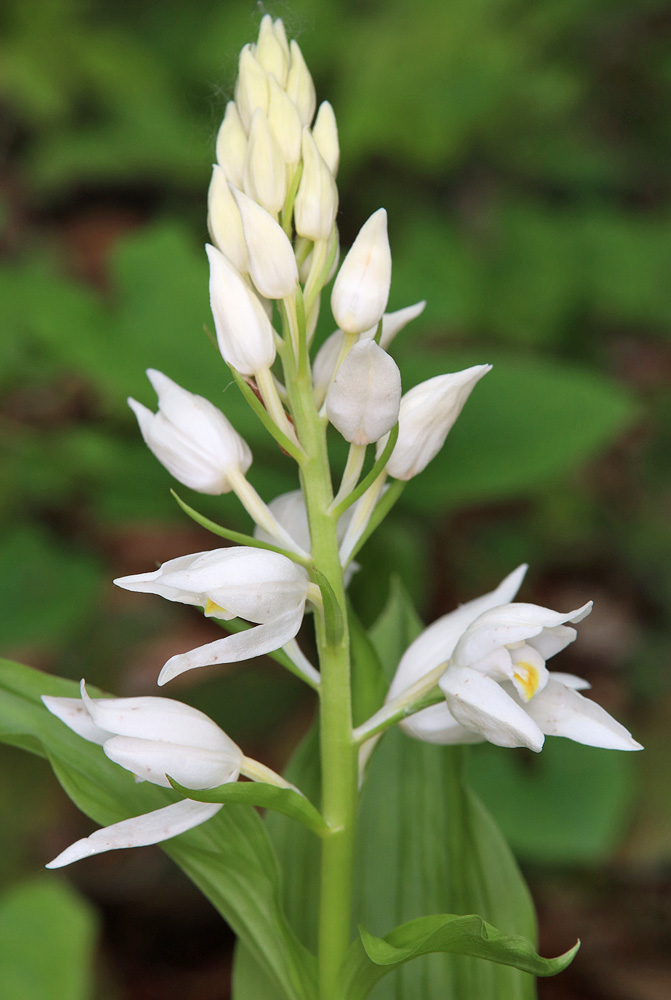 Image of Cephalanthera caucasica specimen.