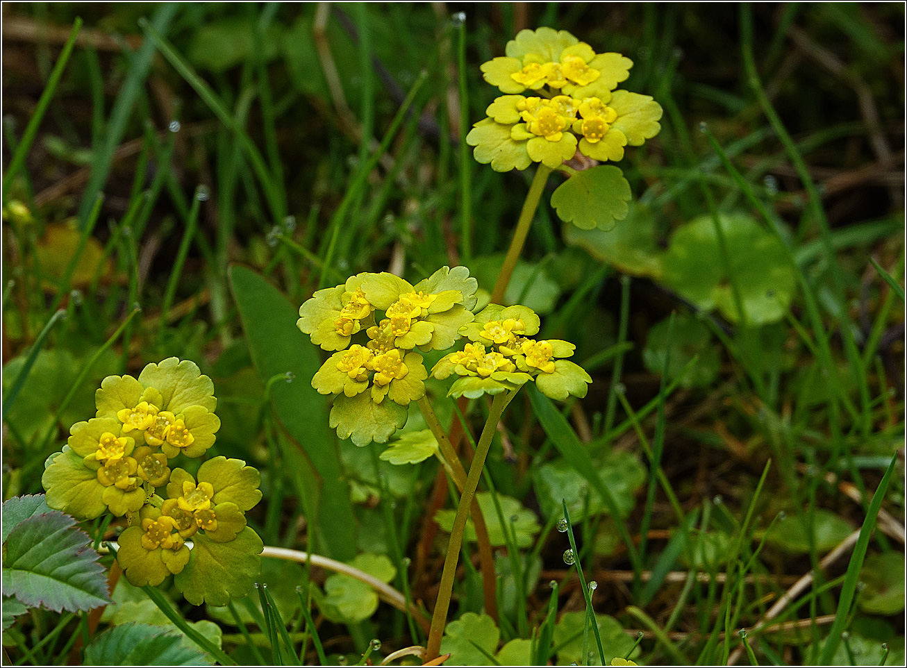 Image of Chrysosplenium alternifolium specimen.