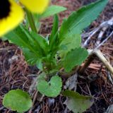 Viola wittrockiana