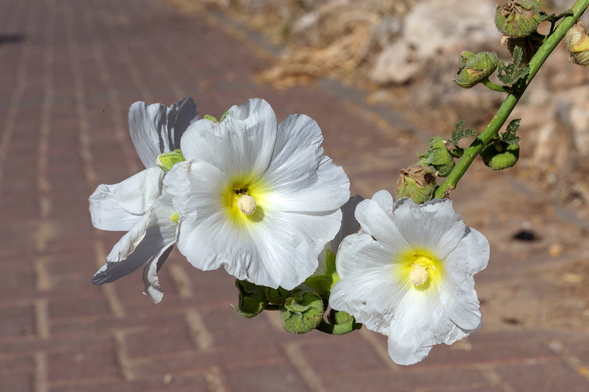 Image of Alcea rosea specimen.