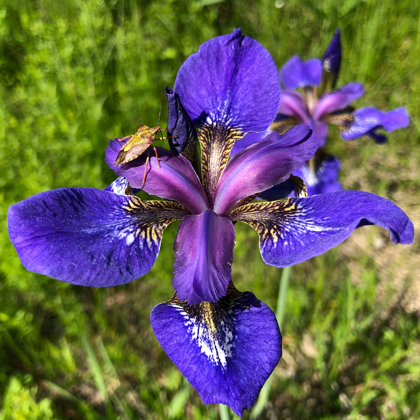Изображение особи Iris sanguinea.