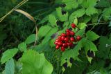 Actaea erythrocarpa