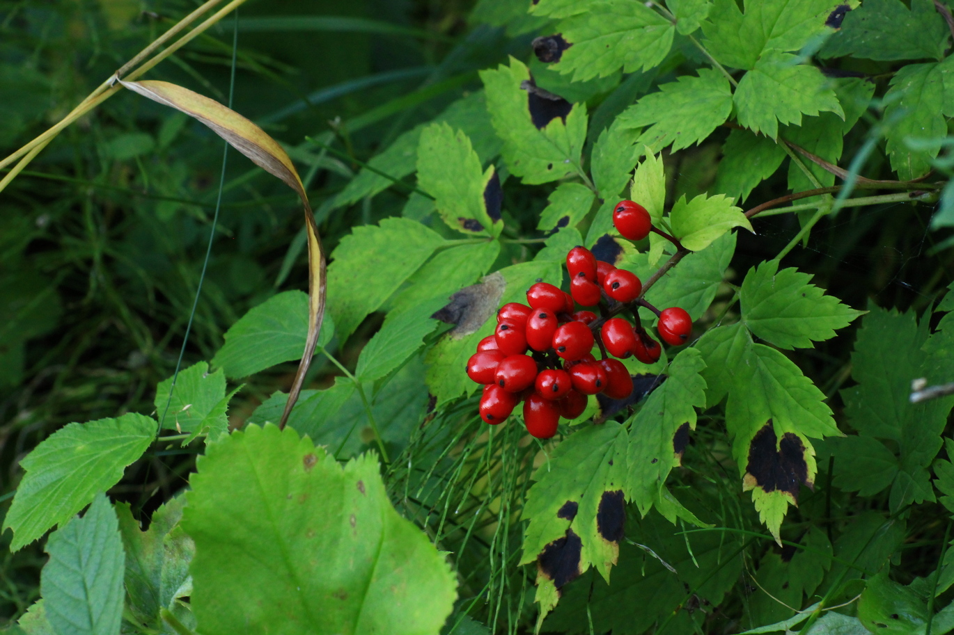 Изображение особи Actaea erythrocarpa.