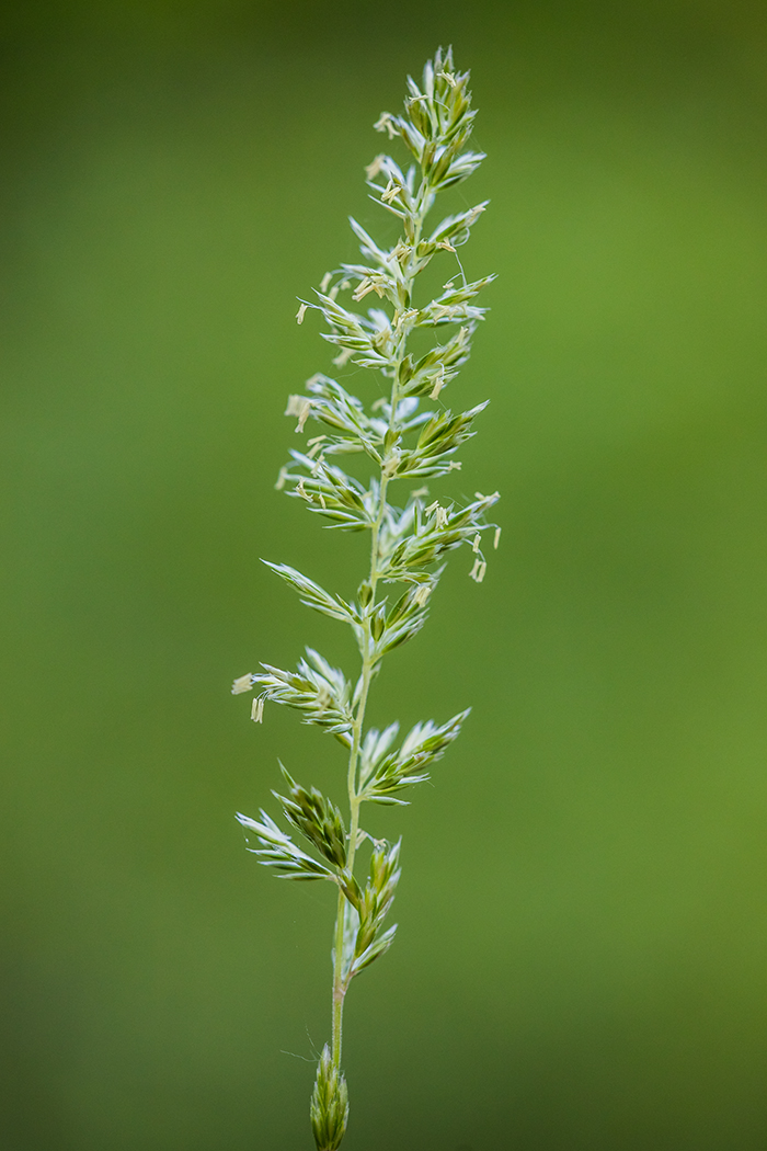 Image of genus Koeleria specimen.