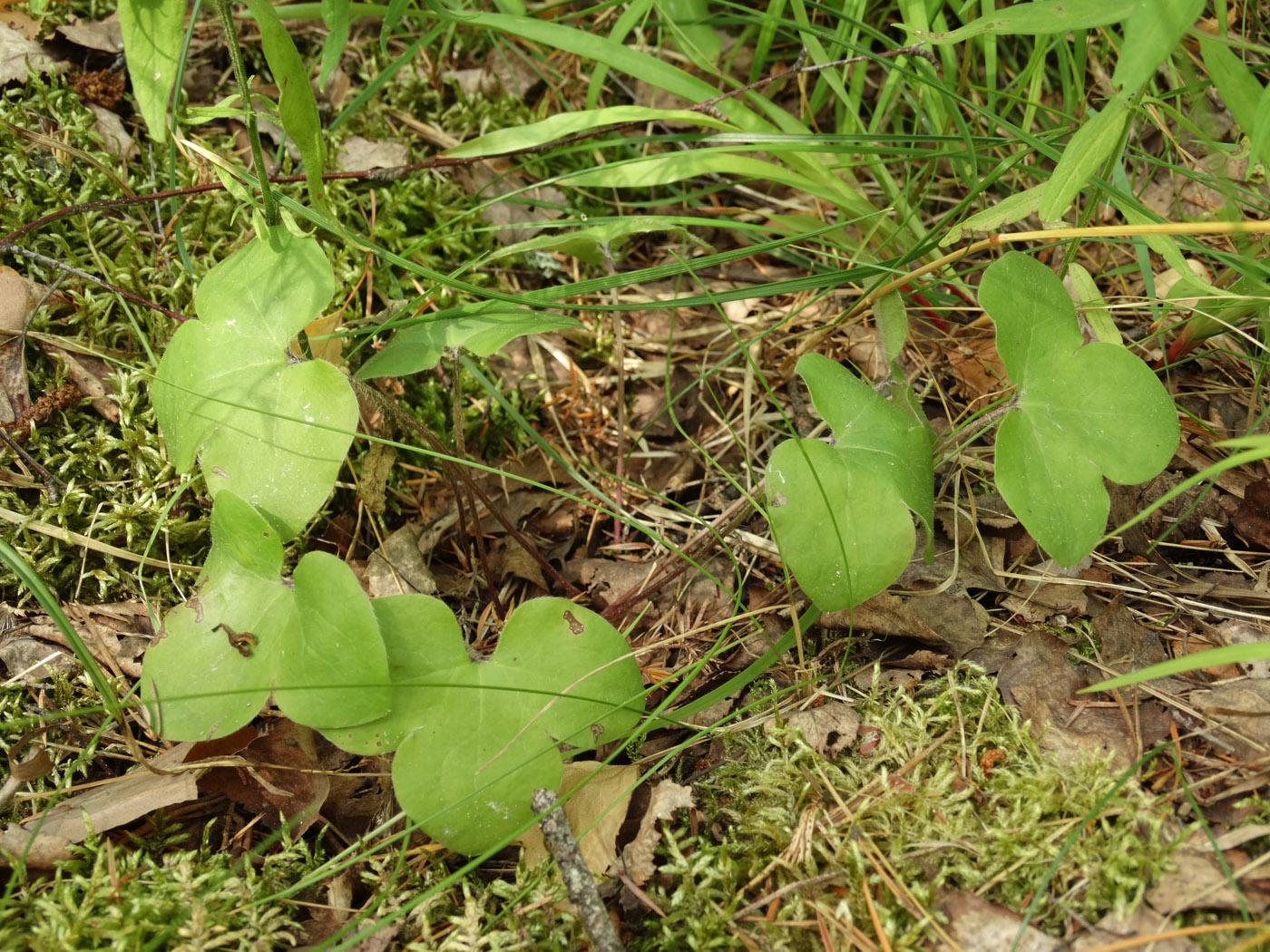 Image of Hepatica nobilis specimen.