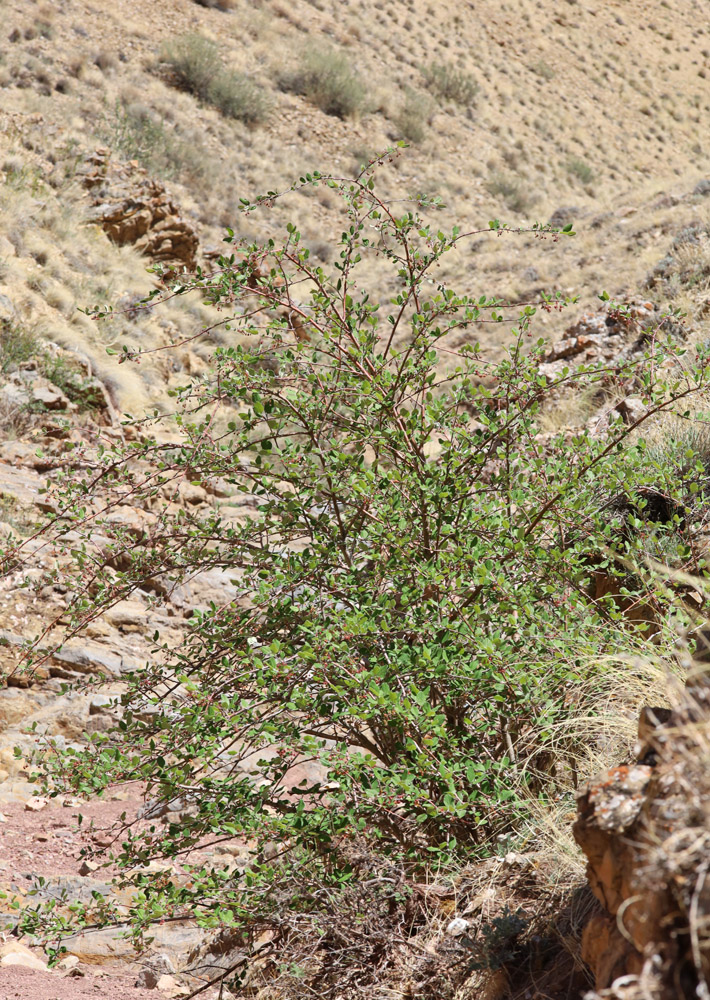 Image of Cotoneaster melanocarpus specimen.