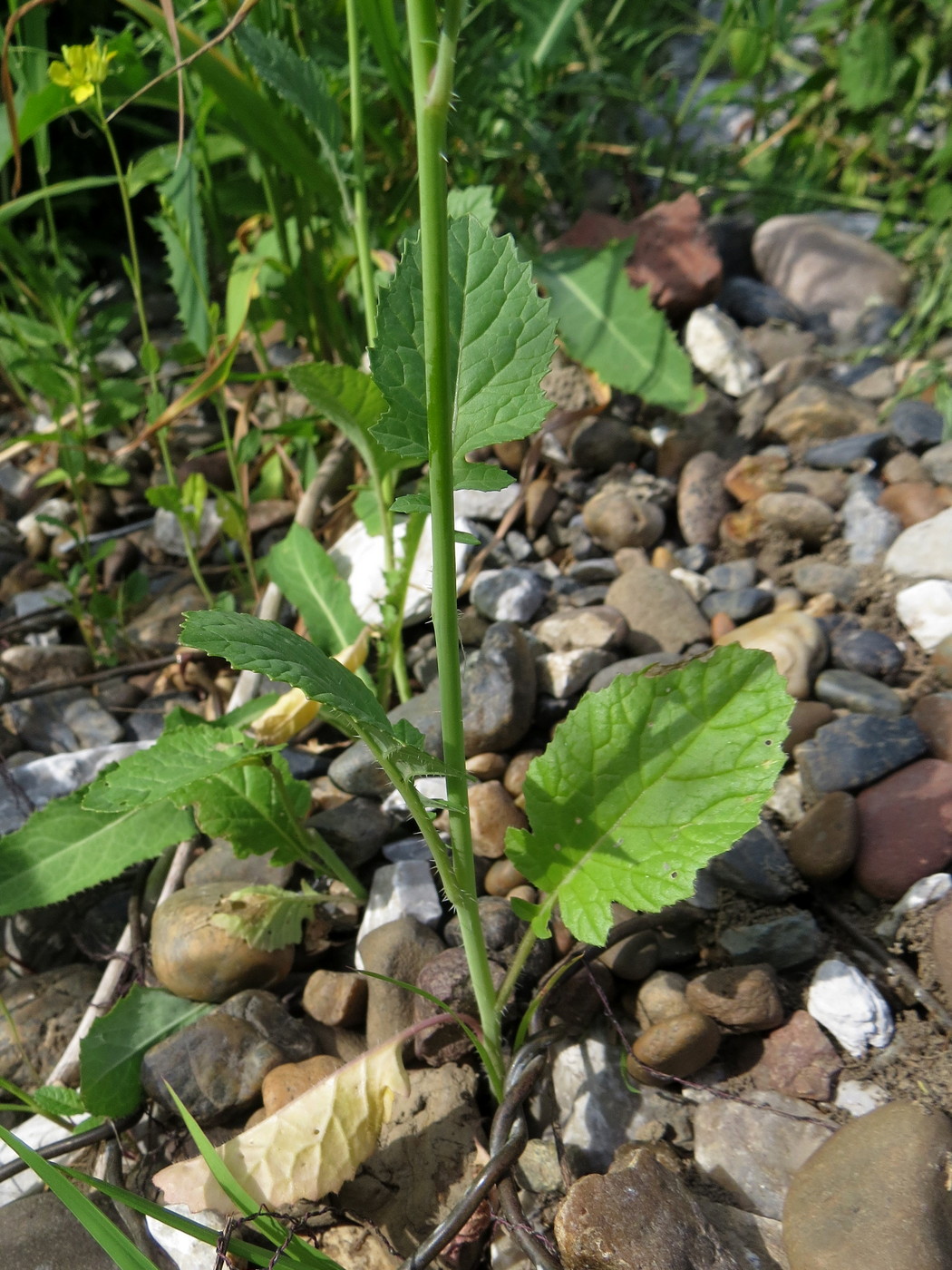 Изображение особи Brassica juncea.