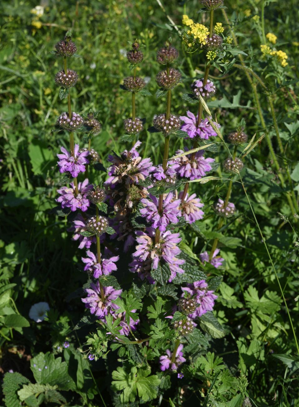 Изображение особи Phlomoides tuberosa.