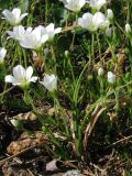 Minuartia arctica