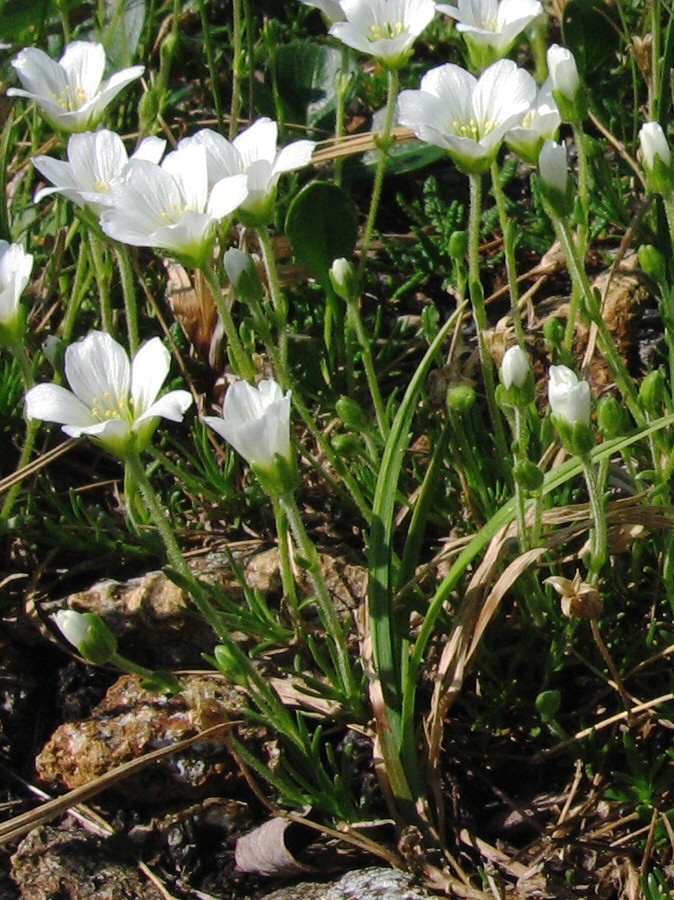 Image of Minuartia arctica specimen.