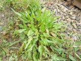 Rumex acetosa. Вегетирующее растение. Московская обл., ГО Подольск, мкр-н Климовск, балласт железной дороги. 05.09.2022.