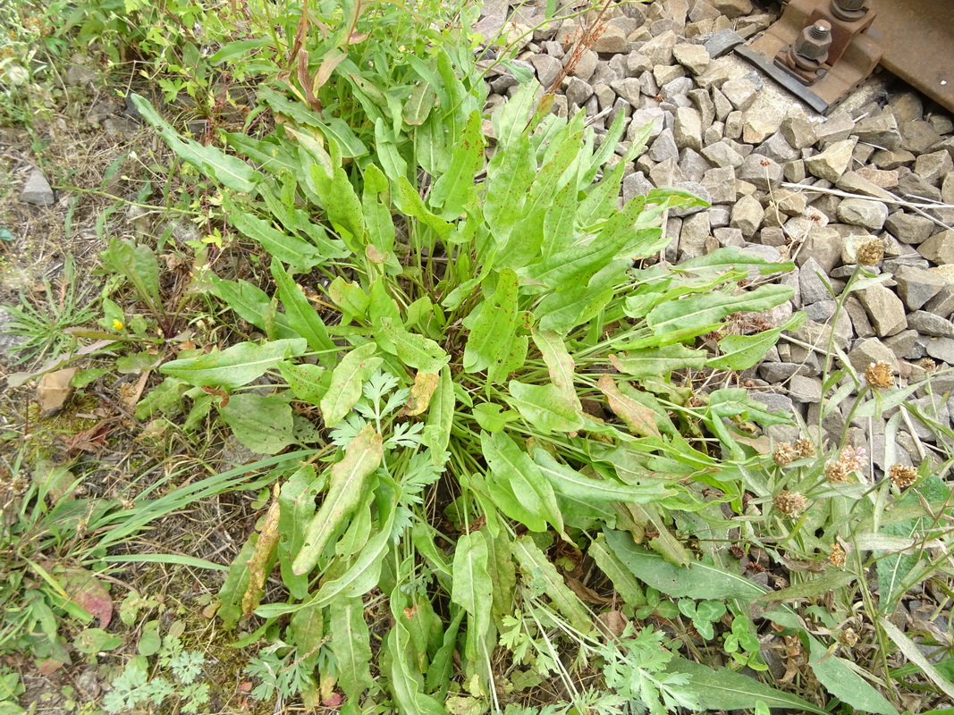 Изображение особи Rumex acetosa.