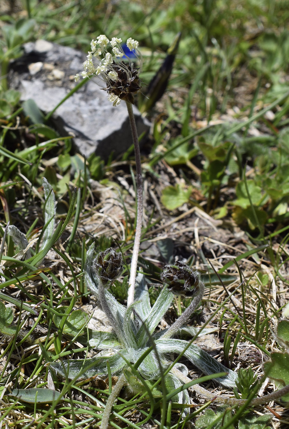 Image of Plantago monosperma specimen.