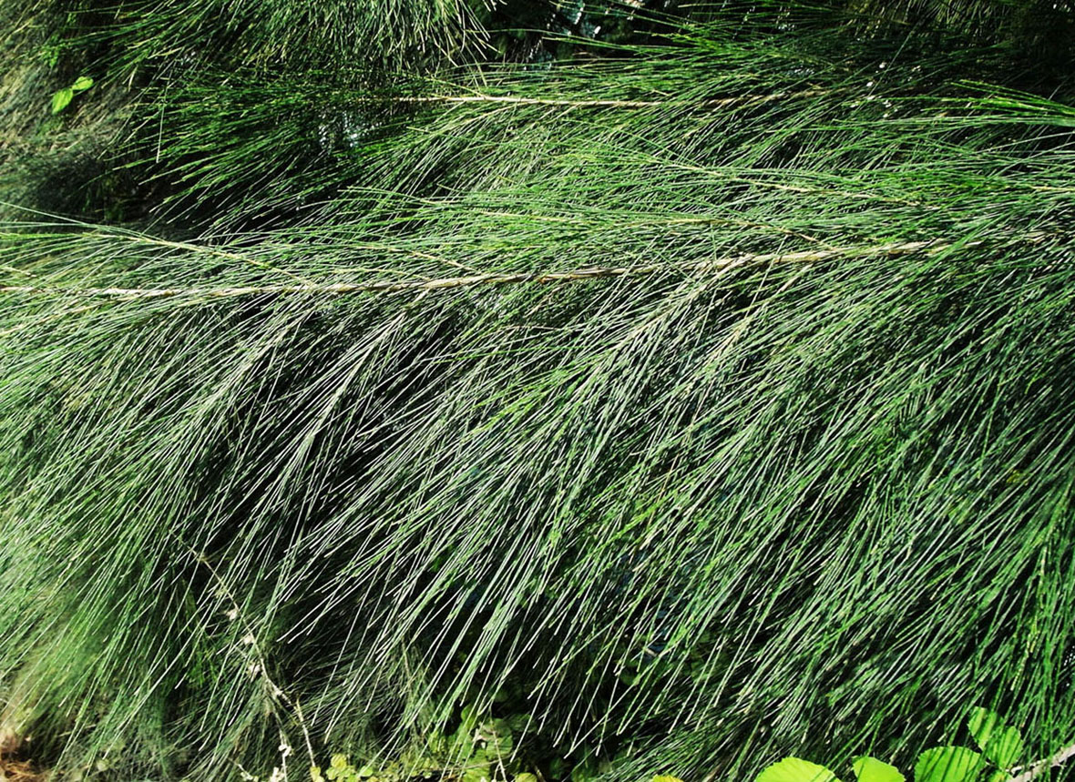 Image of Casuarina equisetifolia specimen.