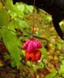 Euonymus verrucosus