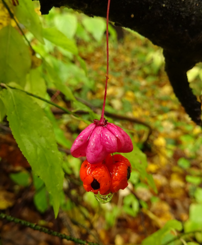 Изображение особи Euonymus verrucosus.