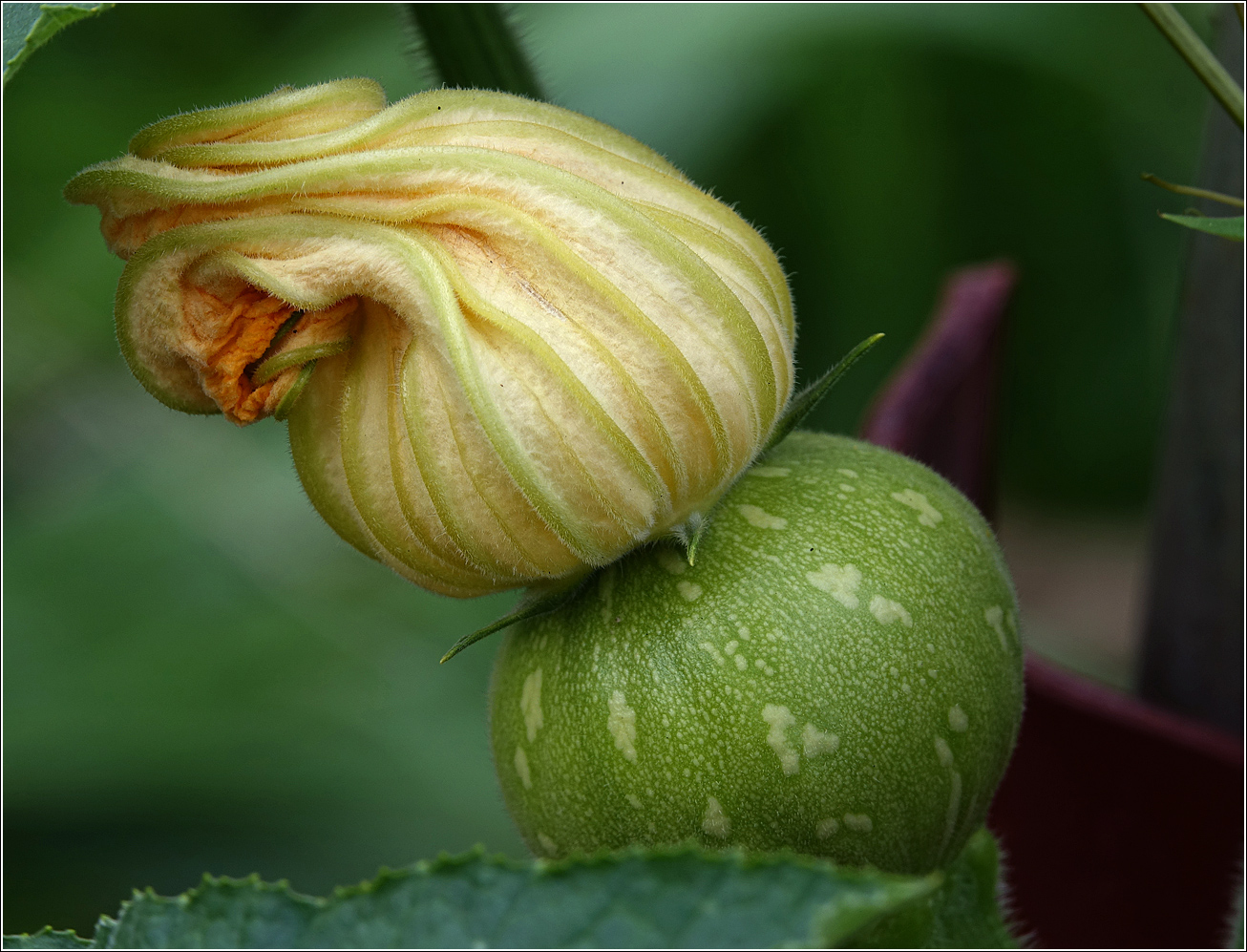 Изображение особи Cucurbita pepo.