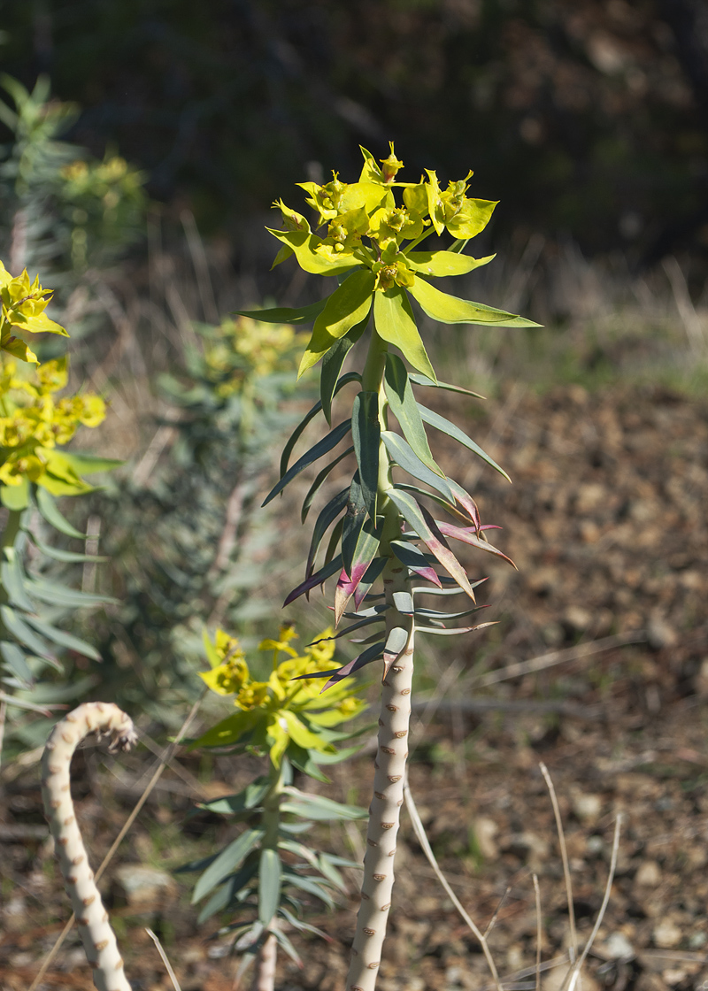 Image of Euphorbia rigida specimen.