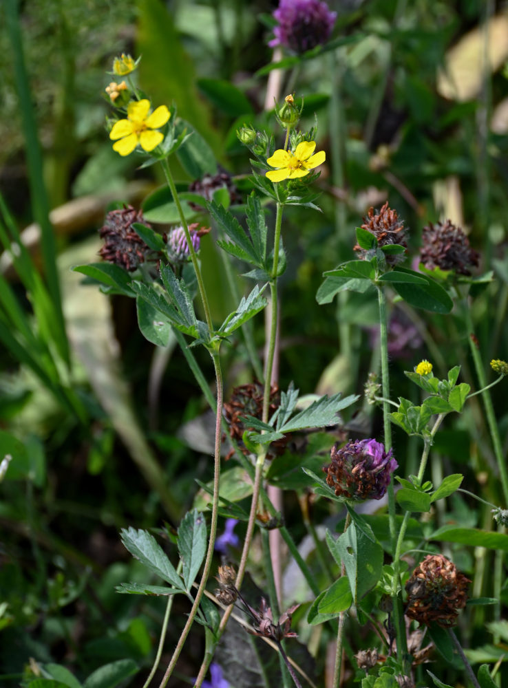 Image of Potentilla asiatica specimen.