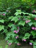 Rubus odoratus