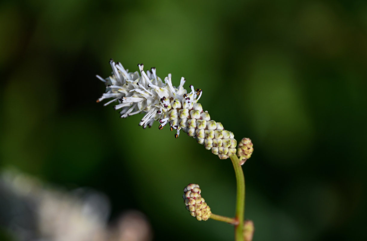 Image of Sanguisorba tenuifolia specimen.