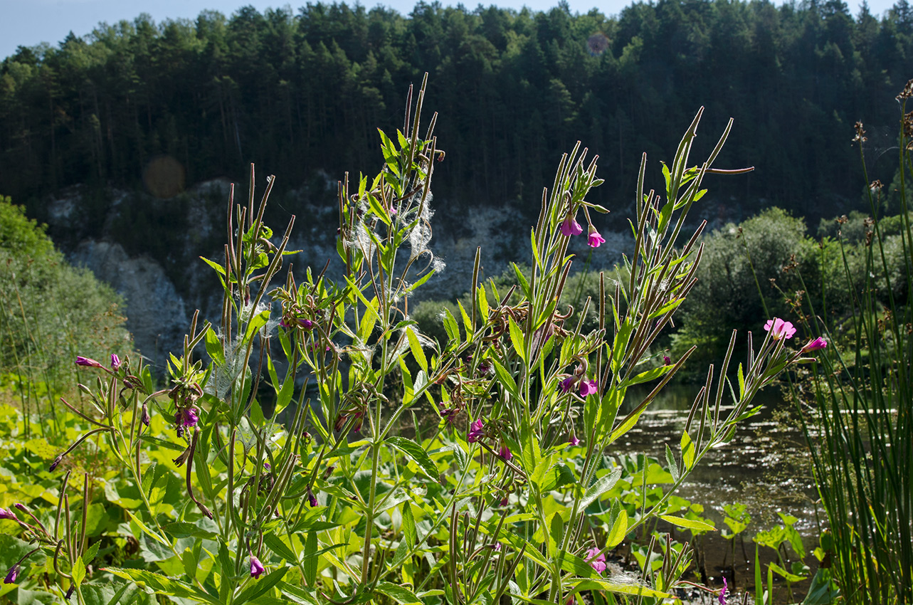 Image of Epilobium hirsutum specimen.