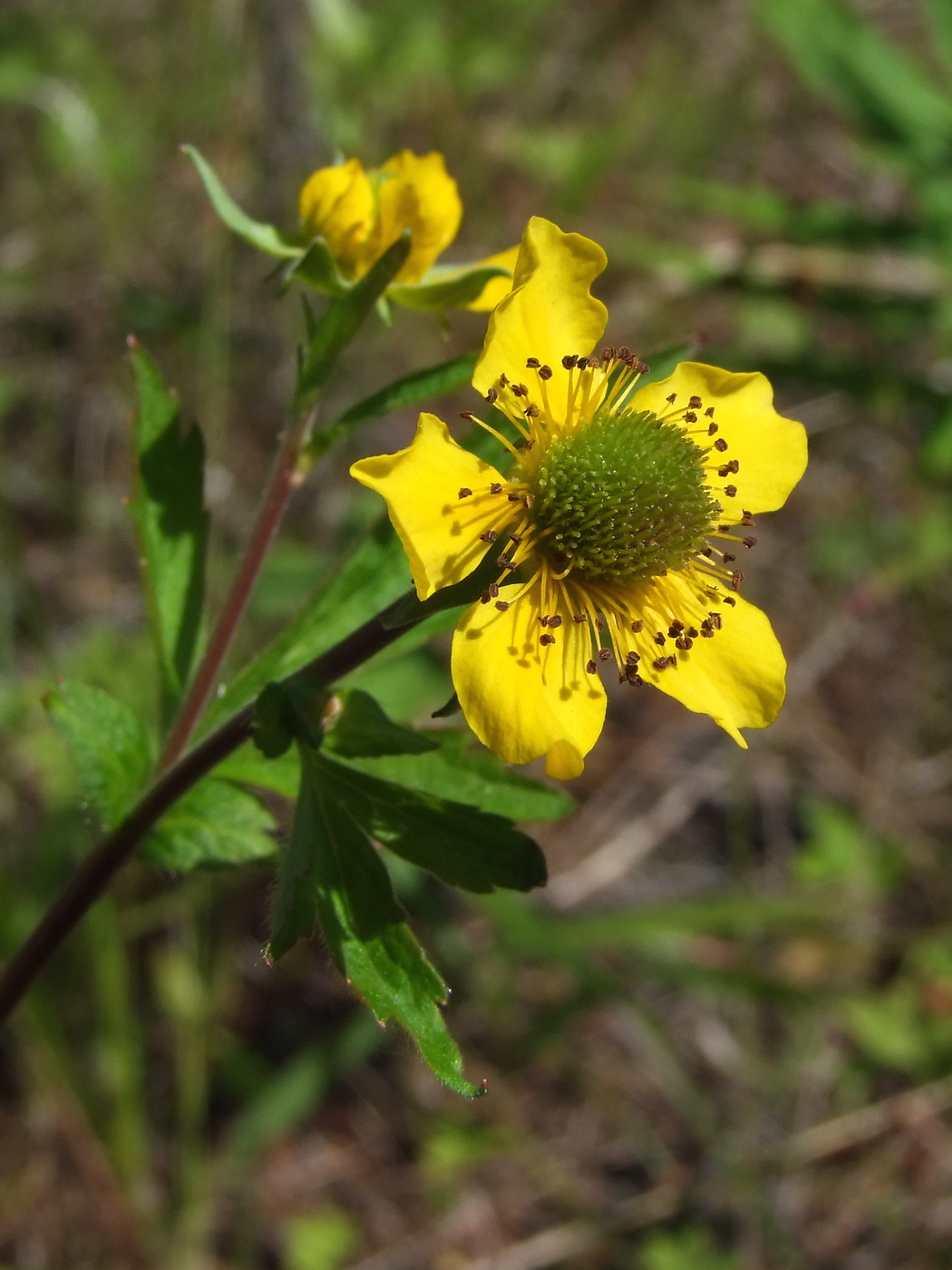 Изображение особи Geum aleppicum.