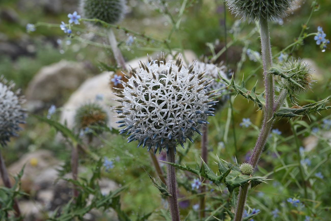 Image of Echinops sphaerocephalus specimen.