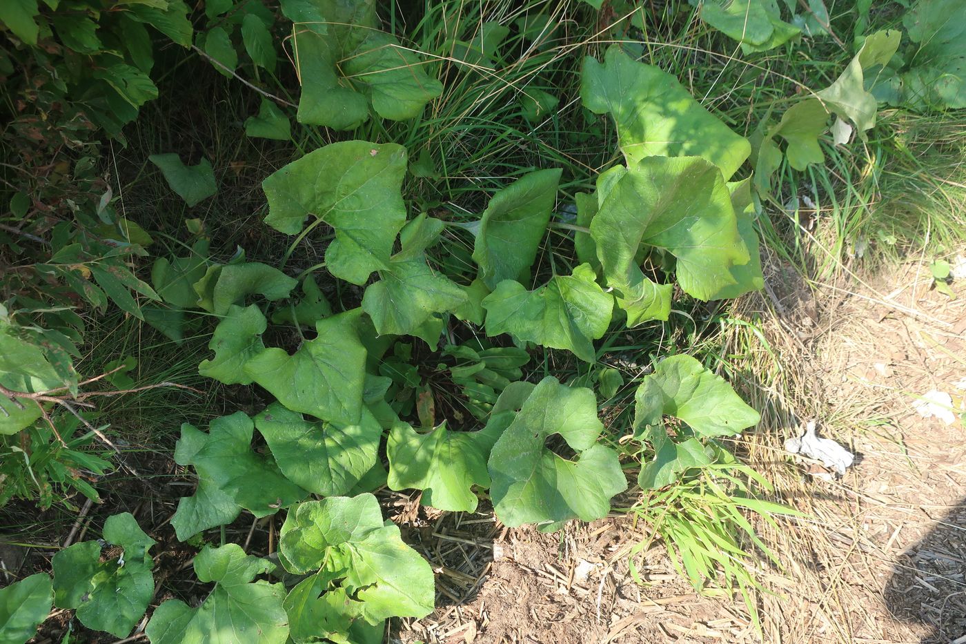 Image of Petasites spurius specimen.