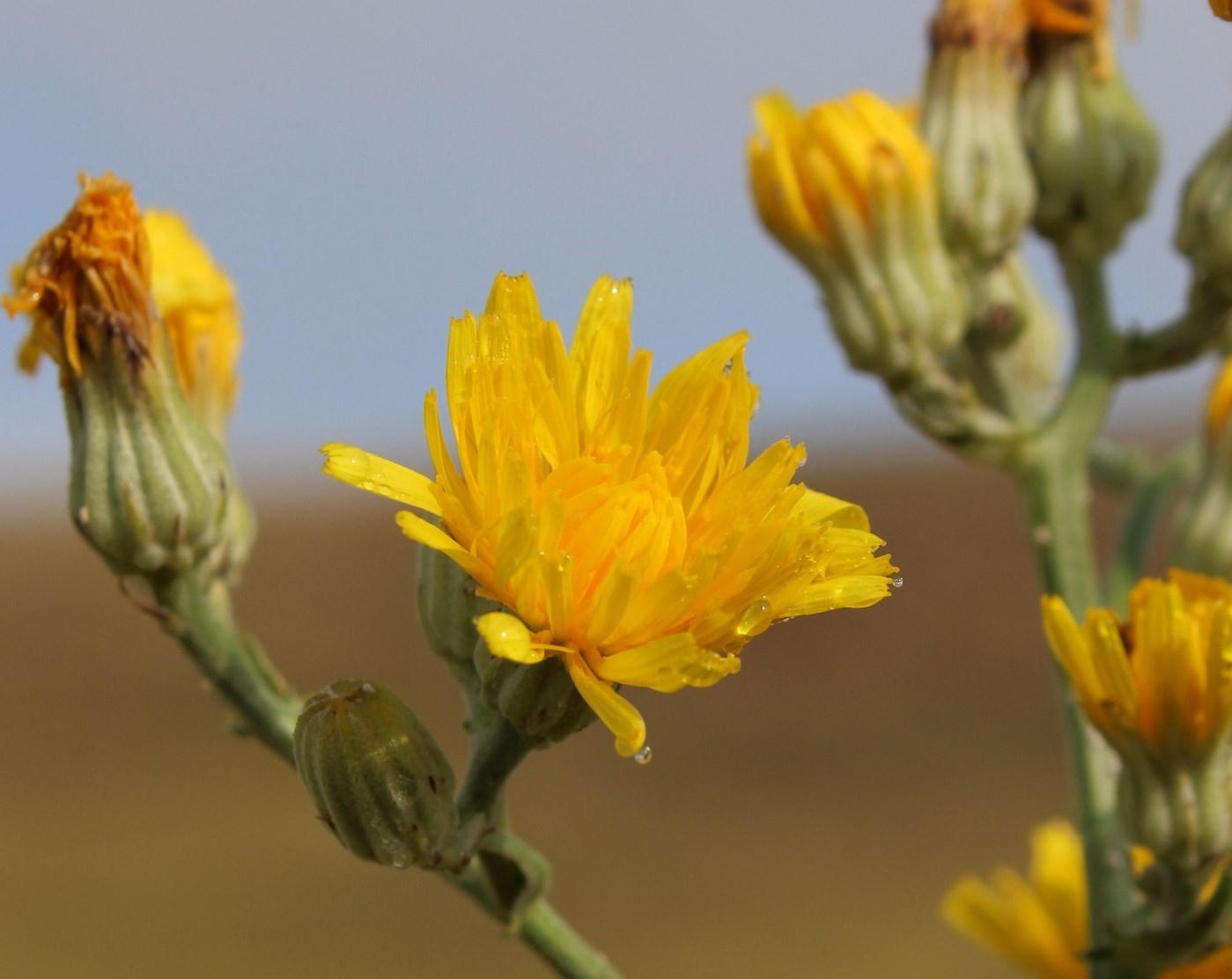 Image of Crepis pannonica specimen.