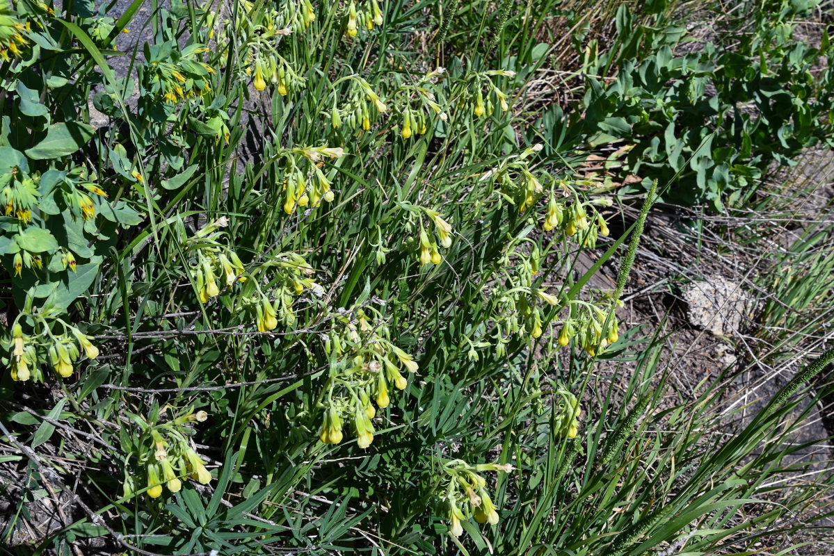 Изображение особи Onosma sericea.