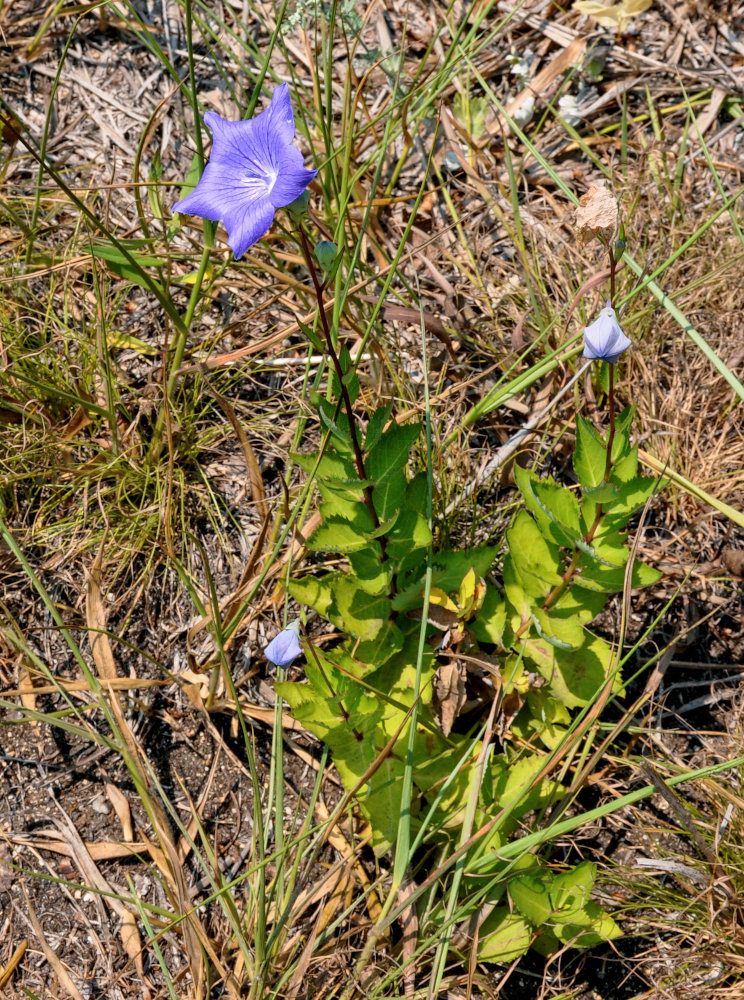 Image of Platycodon grandiflorus specimen.