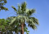 Washingtonia robusta