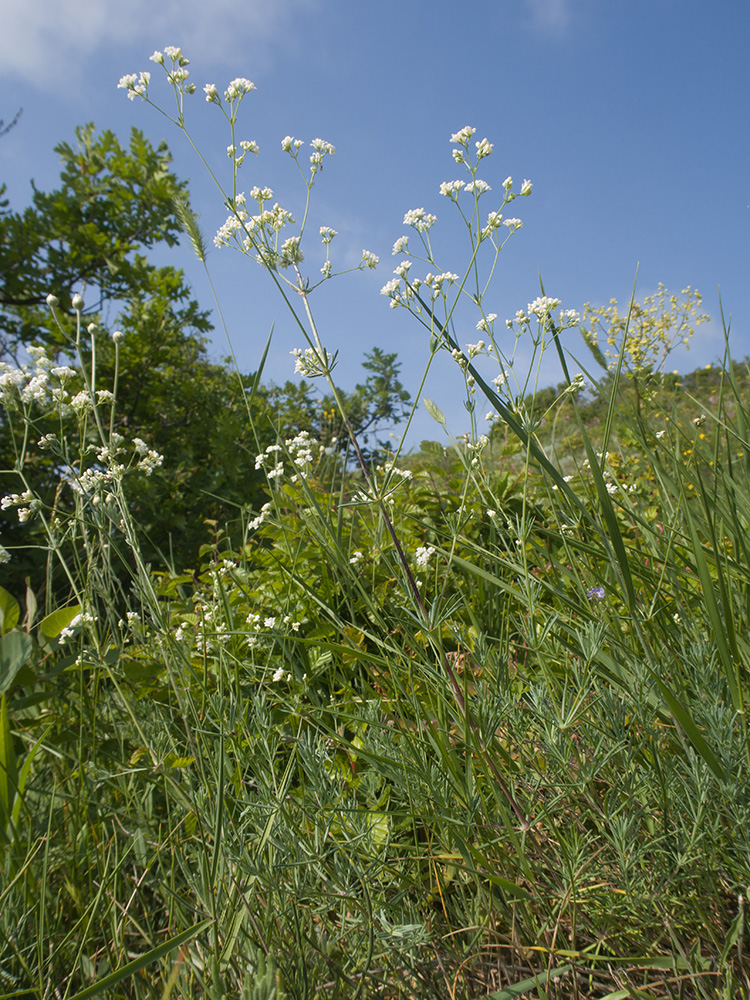 Изображение особи Galium biebersteinii.