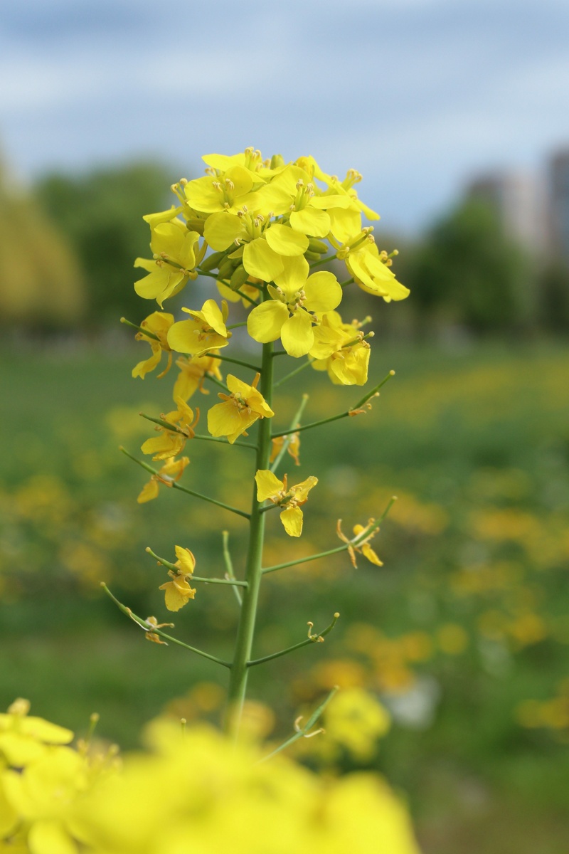 Image of Brassica campestris specimen.